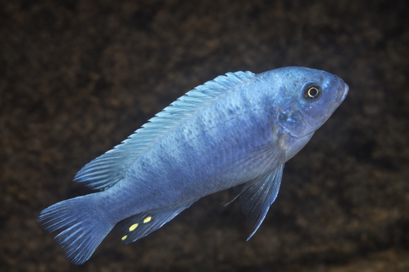 Maylandia callainos 'Chidunga Rocks'